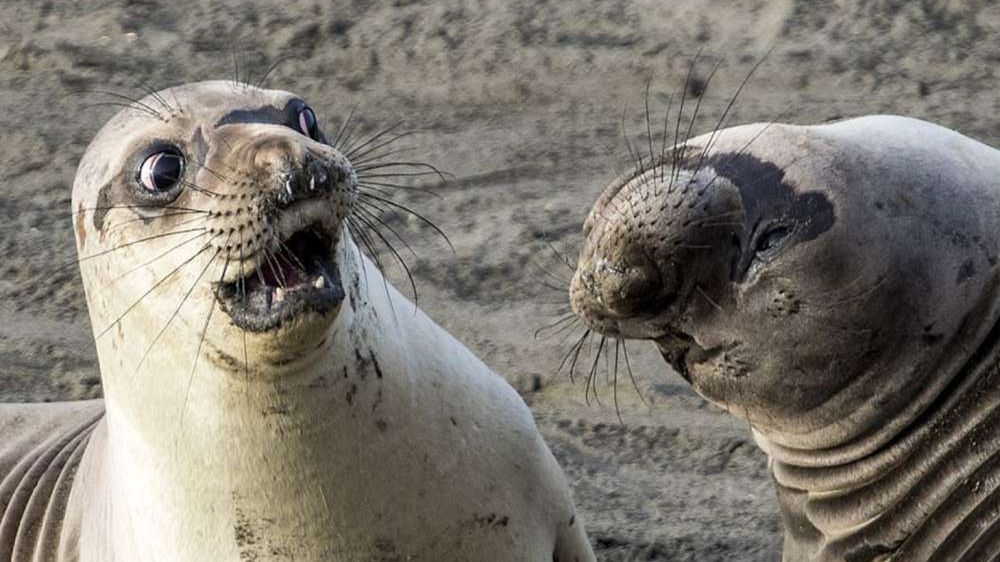 Dzikie zwierzęta wcale nie są takie straszne. Oto najzabawniejsze zdjęcia z konkursu Comedy Wildlife Photography Award 1
