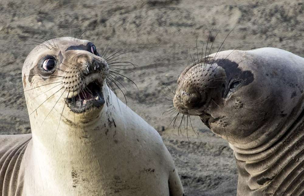 Dzikie zwierzęta wcale nie są takie straszne. Oto najzabawniejsze zdjęcia z konkursu Comedy Wildlife Photography Award 1
