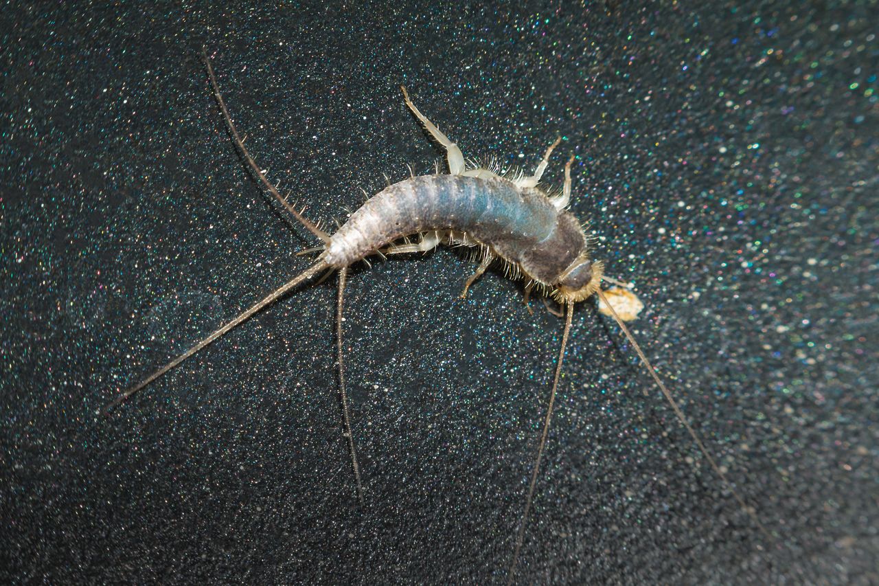 Deter silverfish from your home with simple household remedies and improved preventive measures