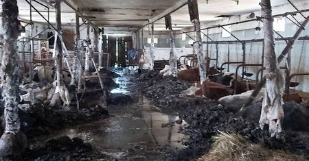 Horror w oborze. Padło 19 sztuk bydła
