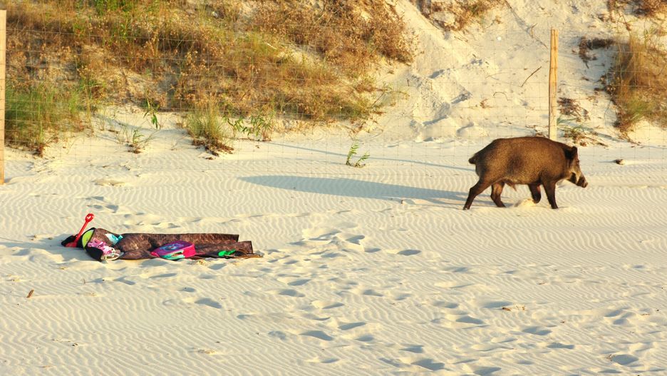 Dziki często pojawiają się na polskich plażach. Zdj. ilustracyjne