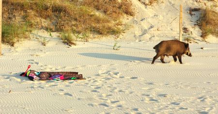 Dzik "plażuje" w Krynicy Morskiej. Jest nagranie