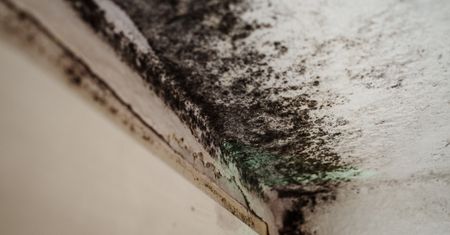 Grzyb na ścianach, wilgoć i usterki. Tak żyją mieszkańcy nowego bloku