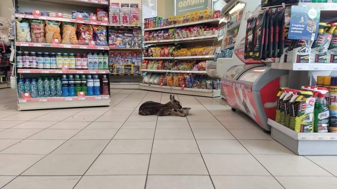 Fot. Facebook/Blog Złego Ojca.