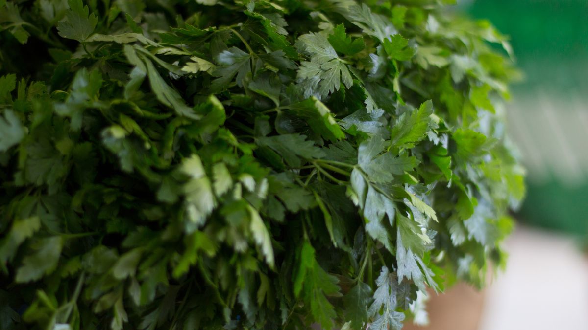 Zwiędłą natkę pietruszki możesz uratować w łatwy sposób