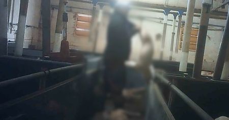 Koszmar zwierząt na fermie. Ujawniamy nagrania [+18]