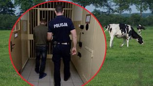 Rajcza: Ukradli krowę z pastwiska. Kluczowym topem okazały się odchody