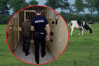 Rajcza: Ukradli krowę z pastwiska. Kluczowym topem okazały się odchody