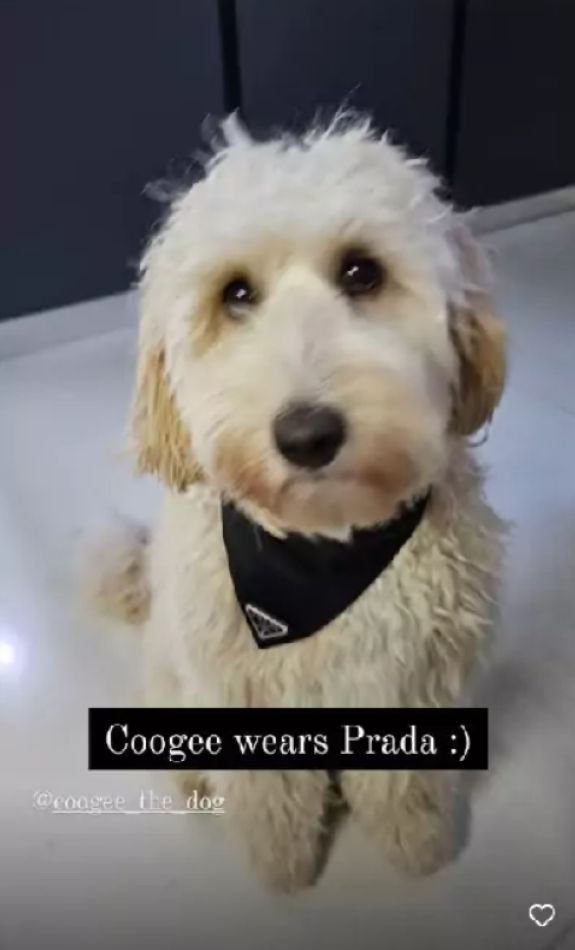 Suczka Coogee w markową obrożą za 1500 zł