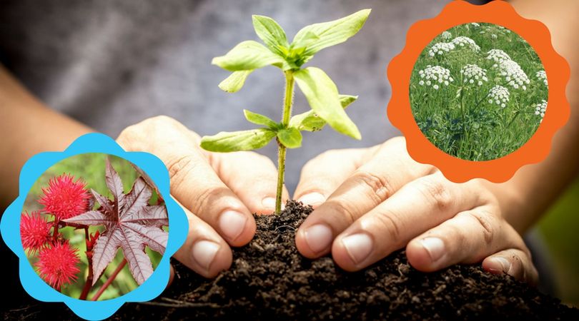 5 najbardziej zabójczych roślin występujących w Polsce