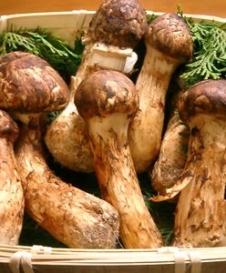 Rarytasy warte majątek. Niektóre znaleźć można w Polsce