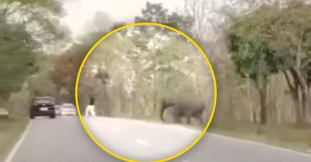 Słoń gonił turystę. Mężczyzna miał sporo szczęścia