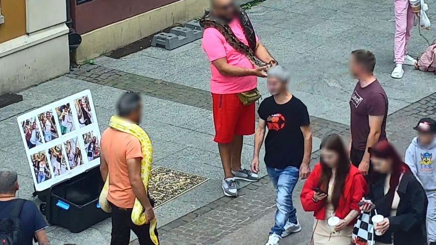 Dwaj Tunezyjczycy organizowali nielegalne pokazy węży w centrum Gdańska
