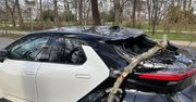 Skutki silnego wiatru w Sopocie. Spadające gałęzie uszkodziły zaparkowane auto