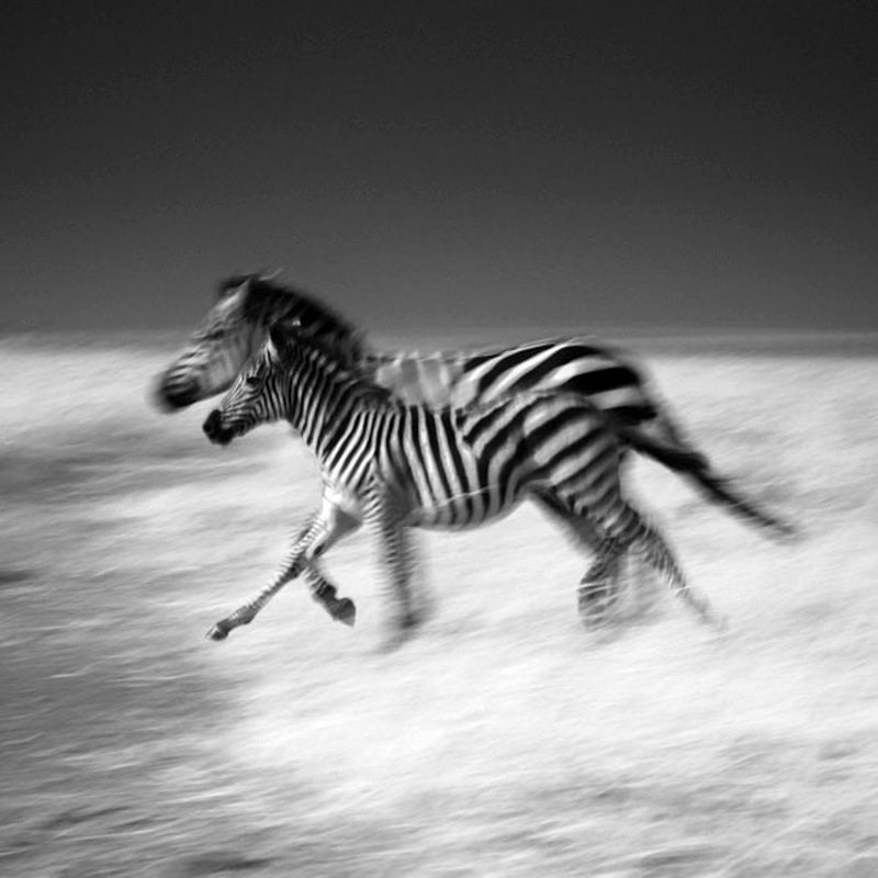 Laurent Baheux ujął charakter Afryki w czarno-białych portretach zwierząt 3