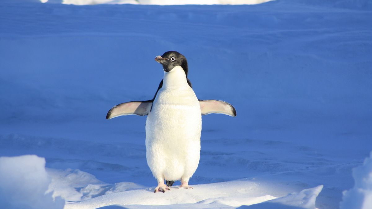 Windows pozwoli na łatwy dostęp do plików Linuxa z Windows Subsystem for Linux