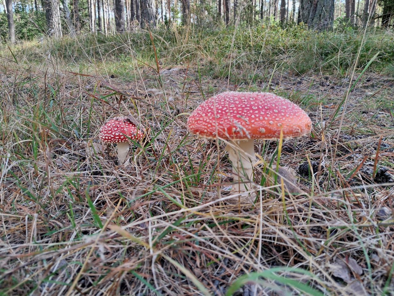 Grzybowy koniec sezonu. Zbieracze przestali niszczyć muchomory
