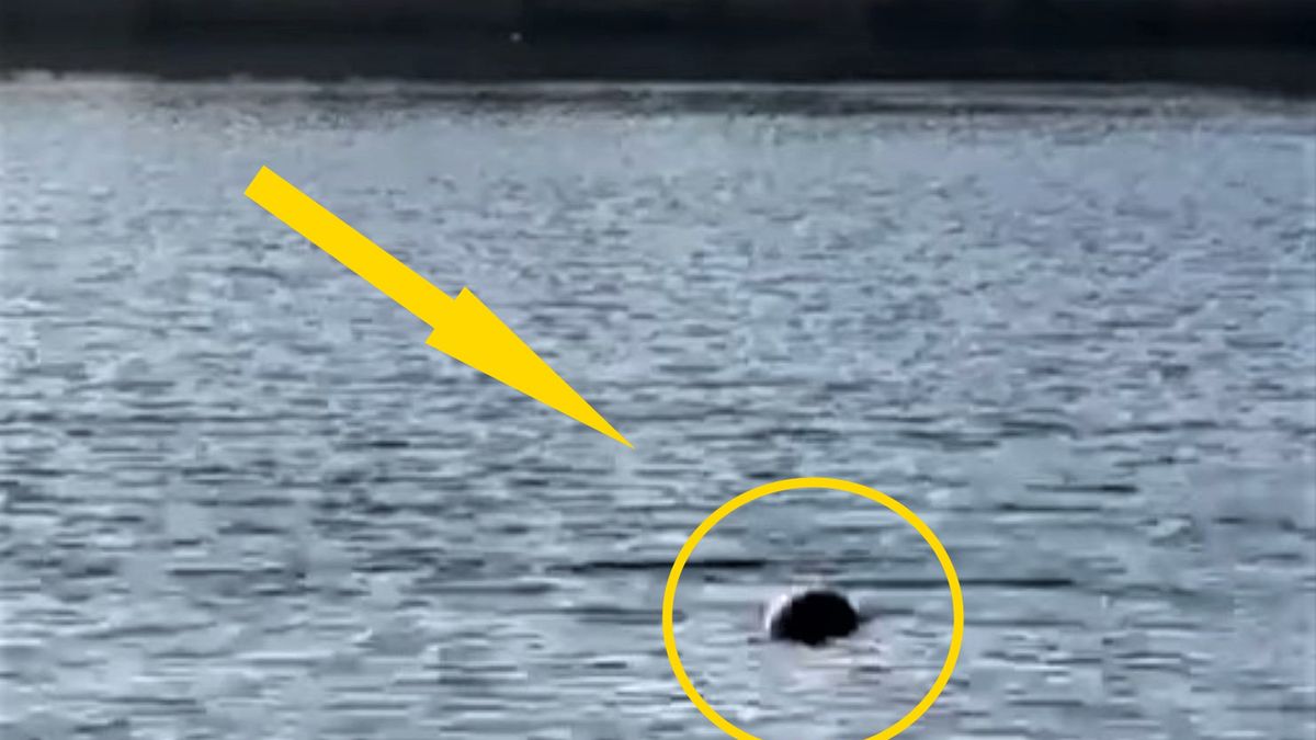 Nietypowy gość w jeziorze 