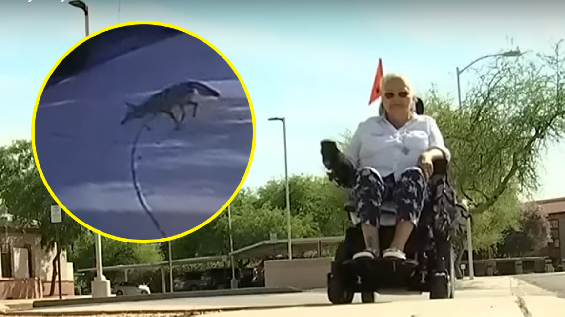 Kobieta twierdzi, że gonił ją kojot 