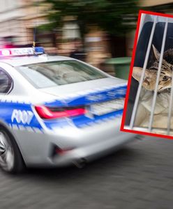 Szokujące odkrycie w Kaliszu. W mieszkaniu były zwłoki mężczyzny i martwe koty