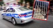 Szokujące odkrycie w Kaliszu. W mieszkaniu były zwłoki mężczyzny i martwe koty