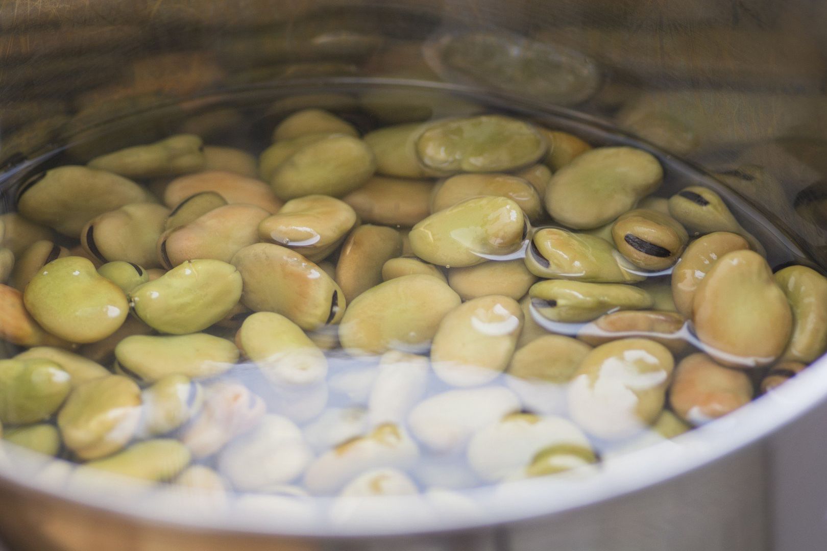 Top view of dried Broad Beans (Vicia Faba) soaked in water in a pot, before cooking