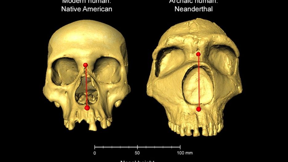 Czaszka współczesnego człowieka (po lewej) oraz neandertalczyka (po prawej) z zaznaczoną różnicą w wysokości nosa.