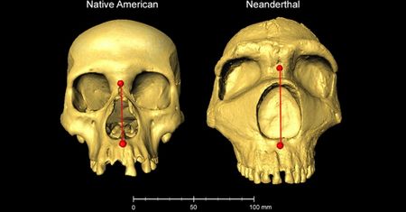 W spadku po neandertalczykach odziedziczyliśmy... duże nosy