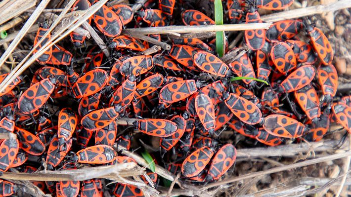 Budzą odrazę, ale nie wolno ich zabijać. Można pożałować