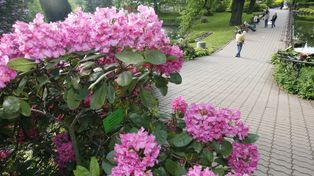 Kwitną rododendrony. Ludzie specjalnie przyjeżdżają tu, by je podziwiać