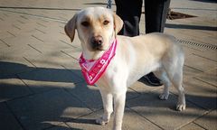 Mięso z ostrymi pułapkami. Ktoś krzywdzi psy na Targówku