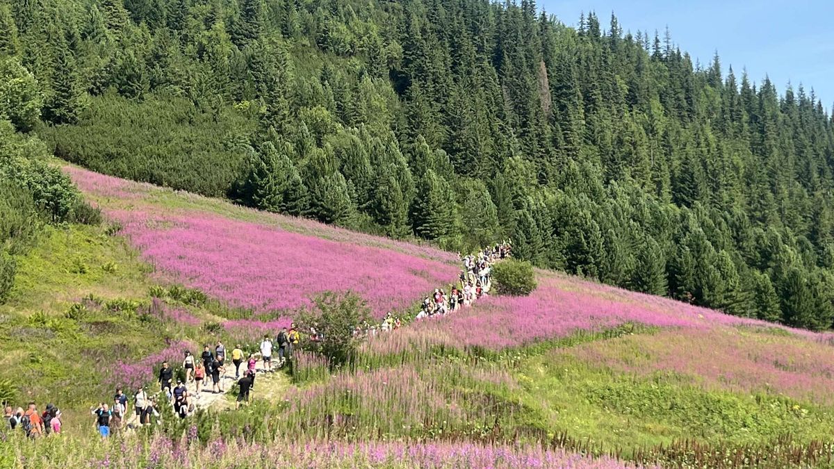 Fioletowe dywany robią wrażenie 