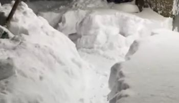 Pani Jola wyszła na ogród. Te obrazki zapamięta na długo