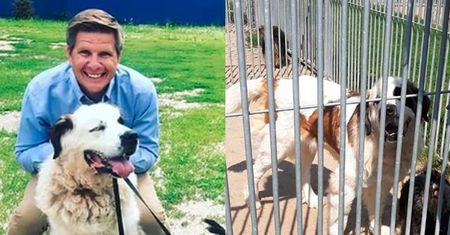 Filip Chajzer NIE ADOPTOWAŁ psów mimo zapowiedzi. "W przypływie emocji powiedział, że je adoptuje, ale po konsultacjach z partnerką wycofał się" (TYLKO U NAS)