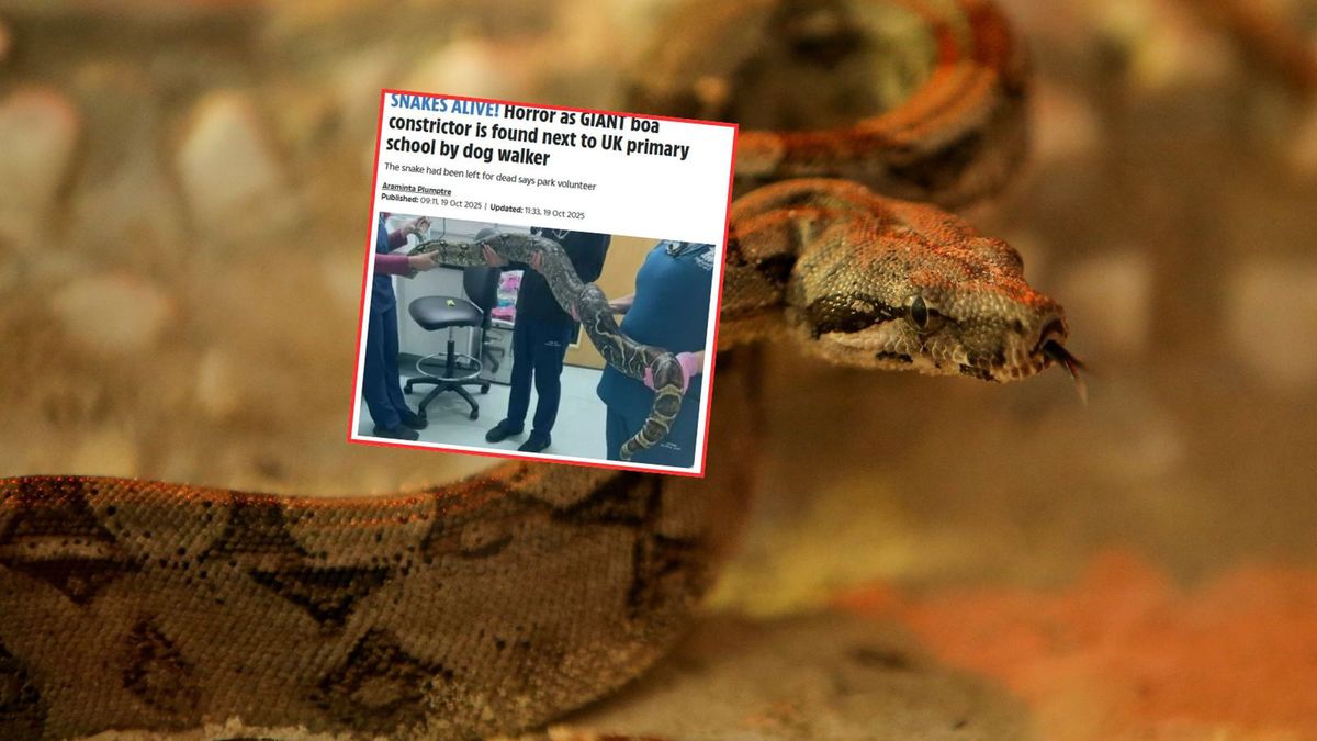 Wąż boa znaleziony koło szkoły w Wielkiej Brytanii