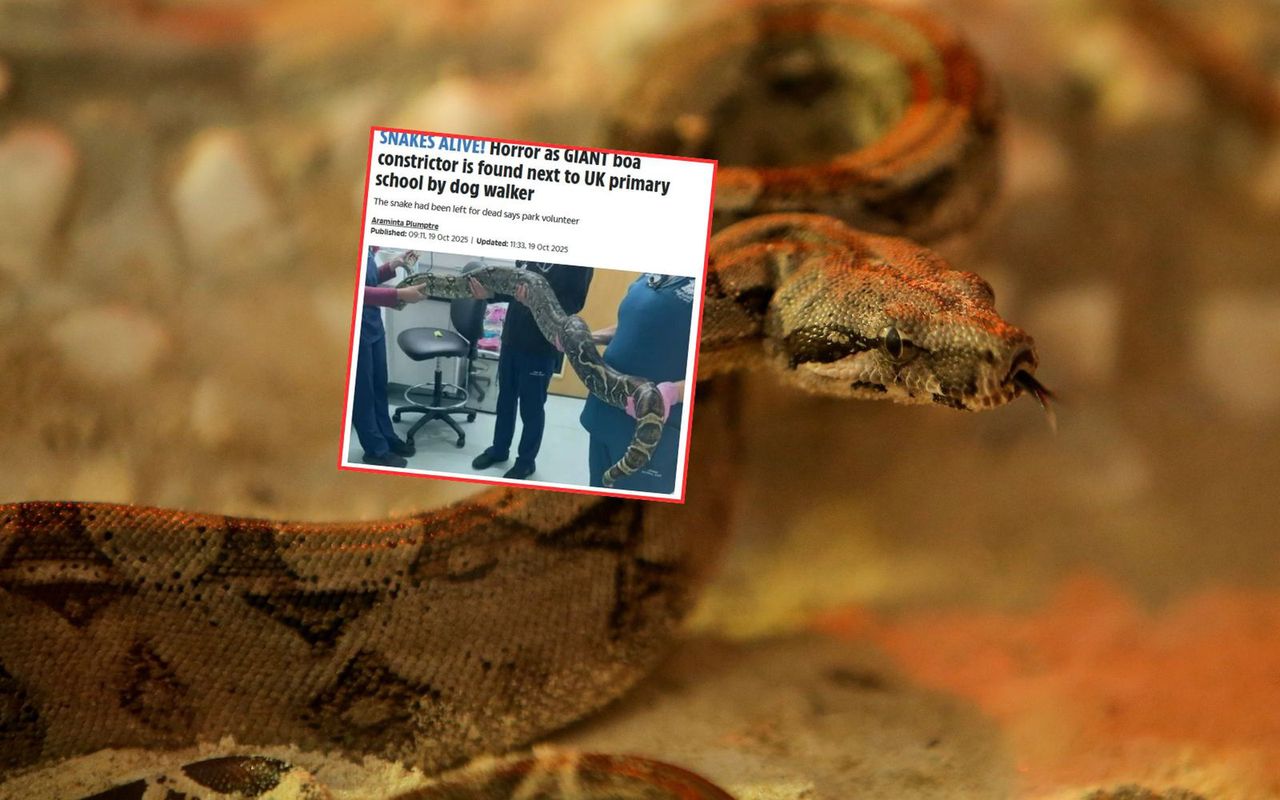 Odkrycie koło podstawówki na Wyspach. Boa leżał w pudełku