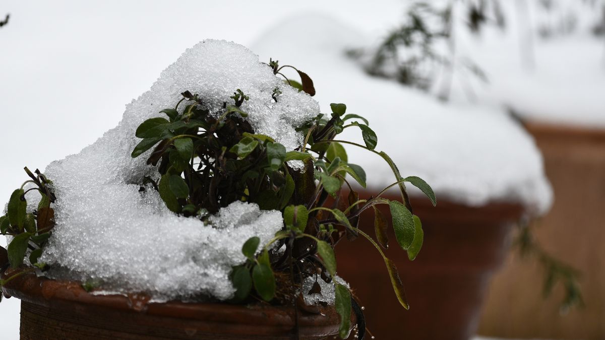 Jak uratować przemarznięte rośliny?