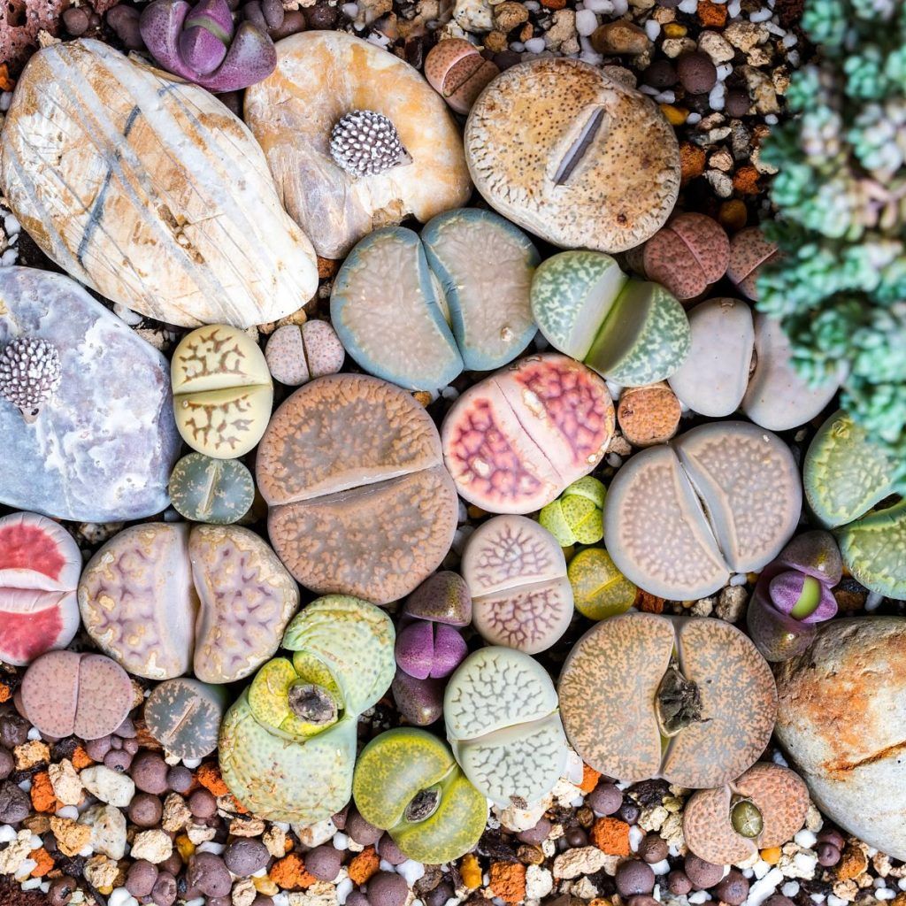 Lithops