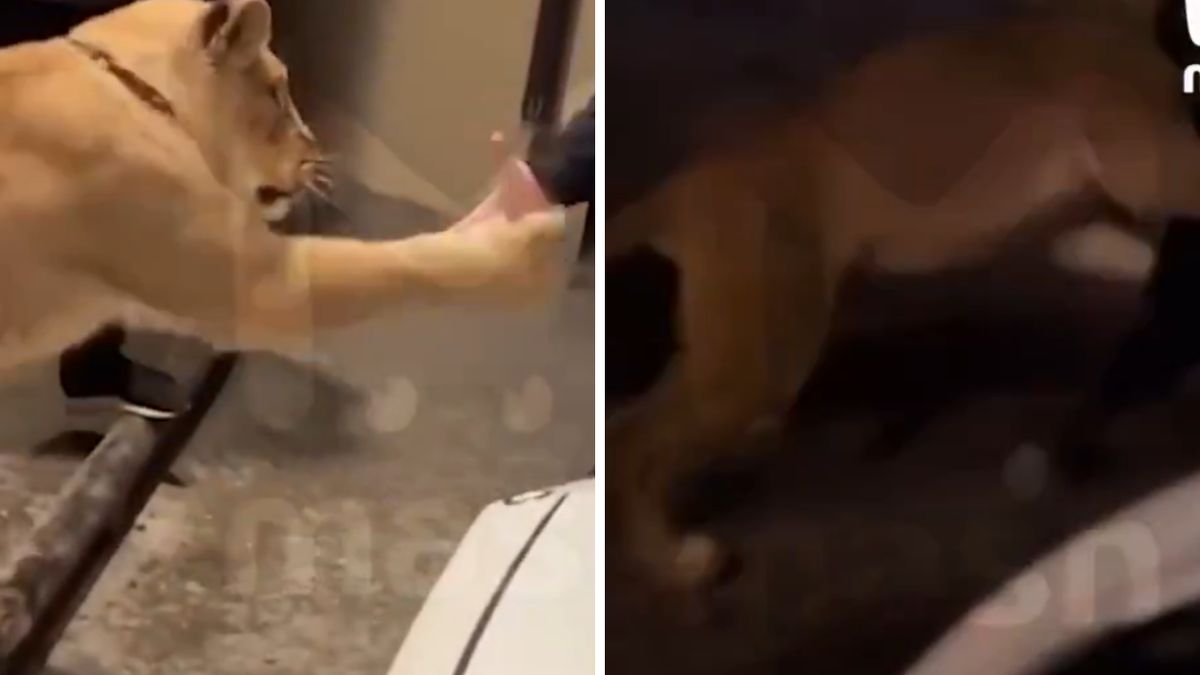 Lew zaatakował mężczyznę