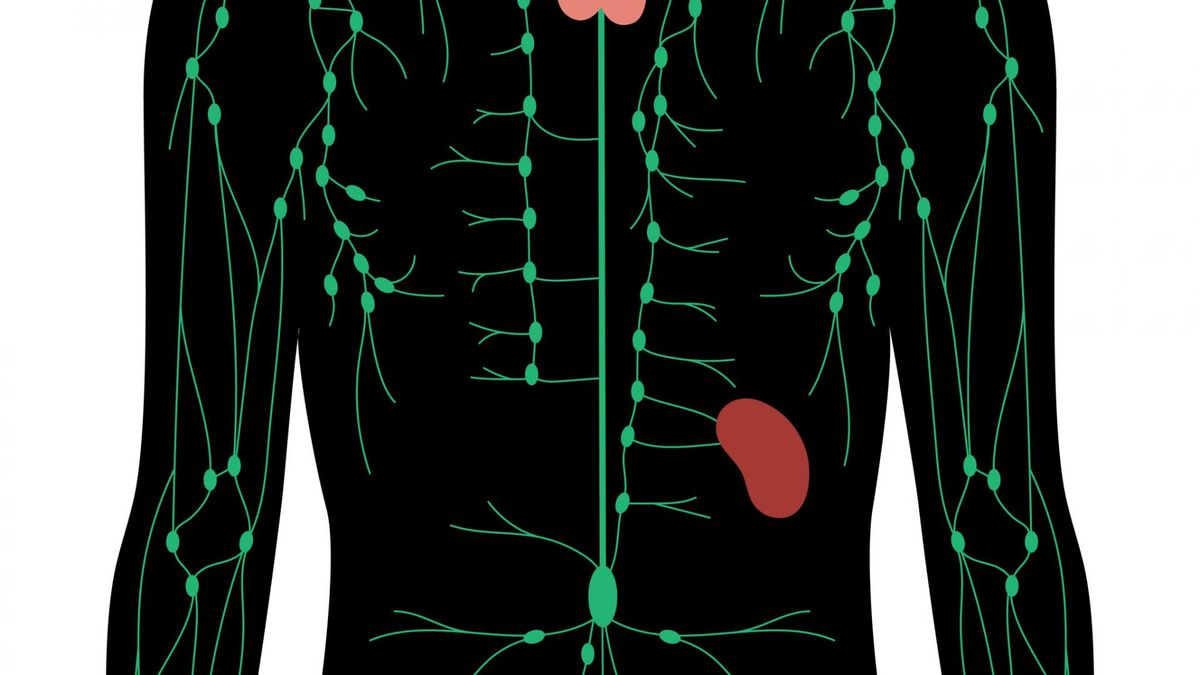 Tymozyna jest hormonem wydzielanym przez grasicę, która ma duże znaczenie dla prawidłowego funkcjonowania układu odpornościowego.