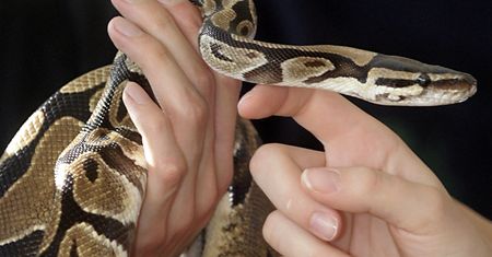 Akt oskarżenia w sprawie węży. Znęcał się nad 148 pytonami królewskimi