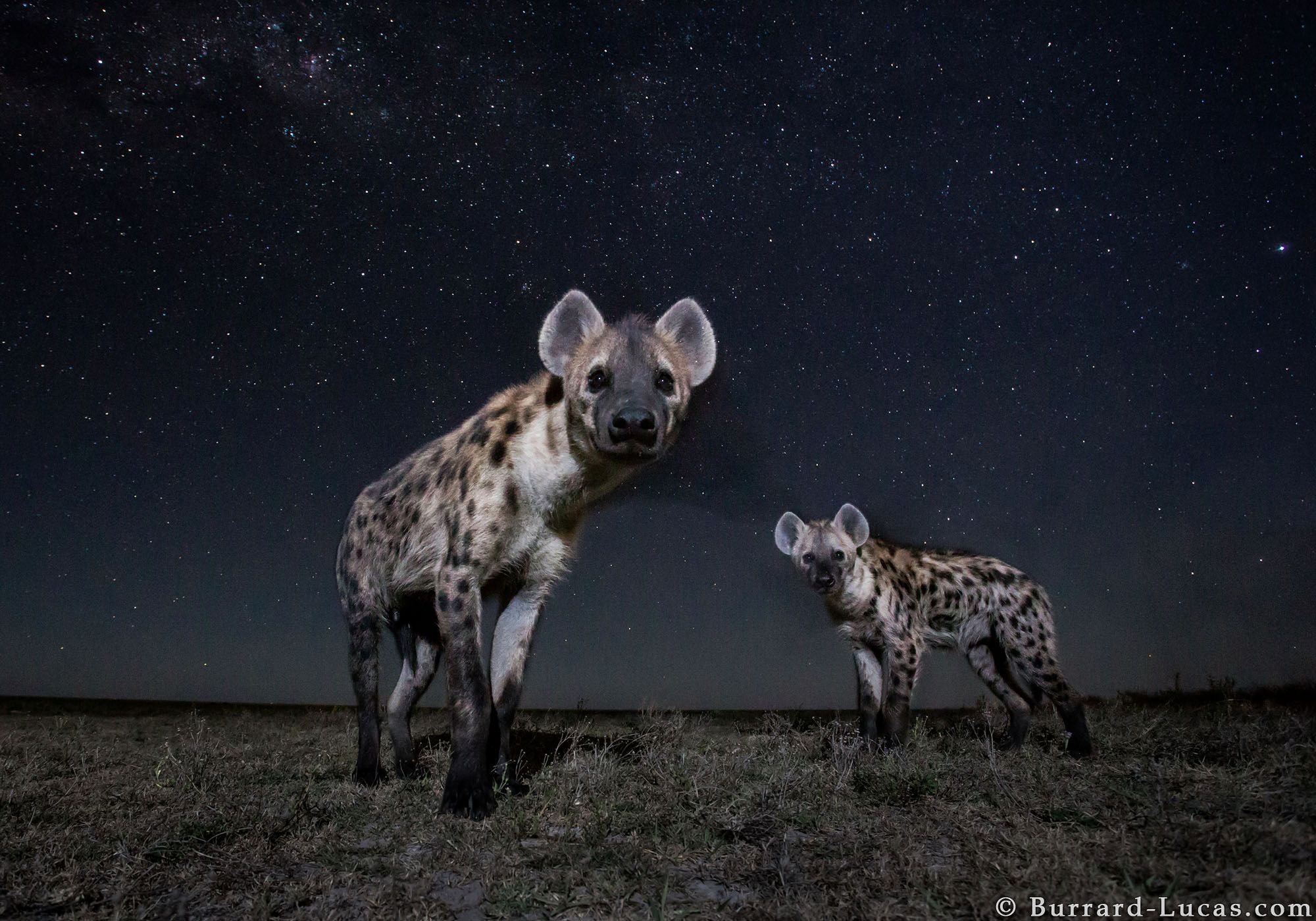 Nocne życie dzikich zwierzęt na tle rozgwieżdżonego nieba, czyli Will Burrard-Lucas i jego foto-pułapki 5