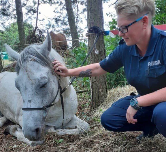 Funkcjonariusz policji głaszcze siedzącego białego konia w leśnym otoczeniu, otoczonego przez drzewa.