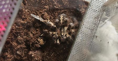 Sprzedawał egzotyczne pająki. Grozi mu do 5 lat więzienia