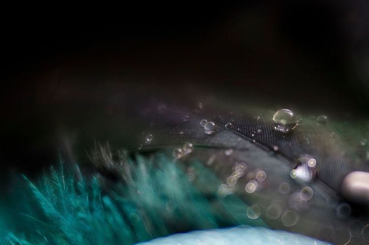 Lensbaby Velvet 56 mm f/1.6 - jasna portretówka z miękkim obrazem i funkcją makro 5