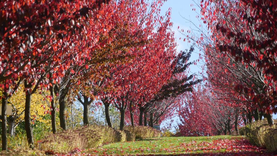 Zakończenie sezonu 2025 w Arboretum Wojsławic