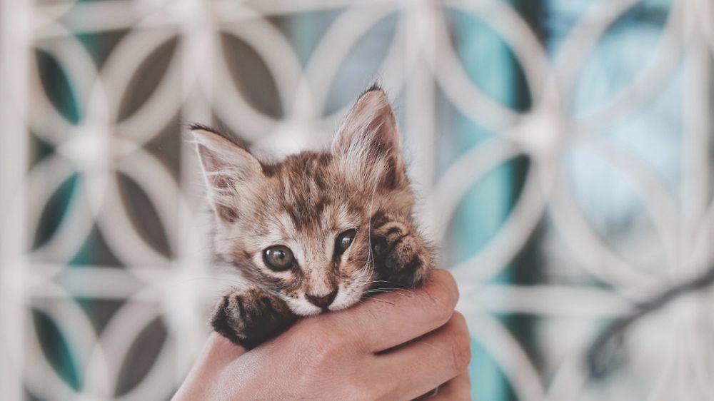 Koci katar - czy jest niebezpieczny?