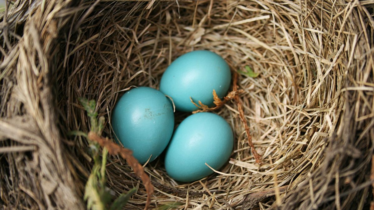 Leśnicy opublikowali zdjęcie z różnorodnymi ptasimi jajami