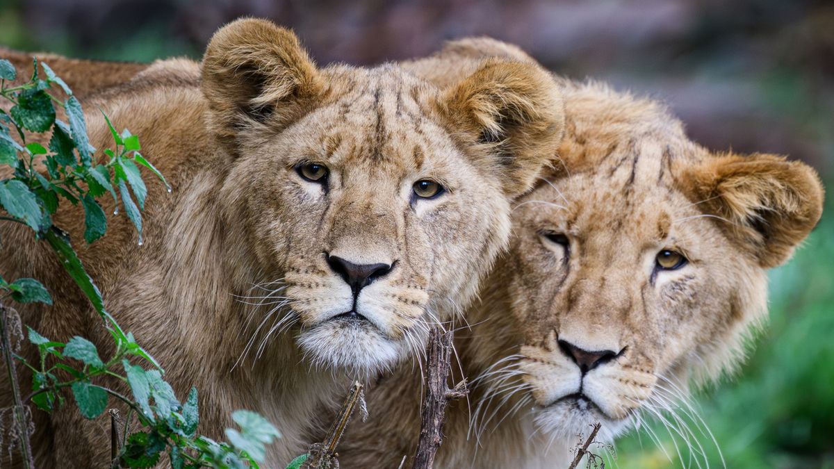 Populacje dzikich zwierząt zmalały średnio o 73 proc. WWF daje jednak powody do nadziei