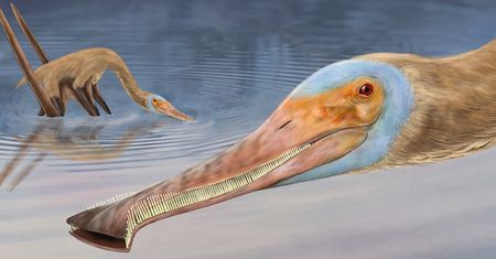 Odkryto nowy gatunek pterozaura. Miał setki maleńkich zębów